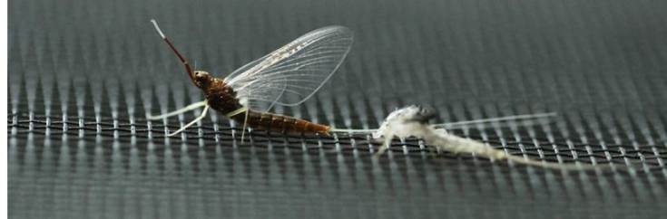 mayfly-horizontal-bright